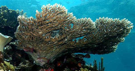 Bleached corals in Gulf of Mannar are starting to recover – but overfishing poses a fresh challenge