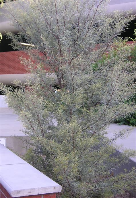 Find Trees & Learn | University of Arizona Campus Arboretum