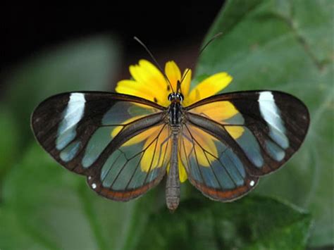 Gorgeous Glasswing Butterflies (42 Stunning Photos)