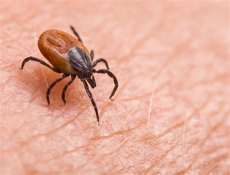 Lyme Disease Symptoms, Causes, & Diagnosis | goop