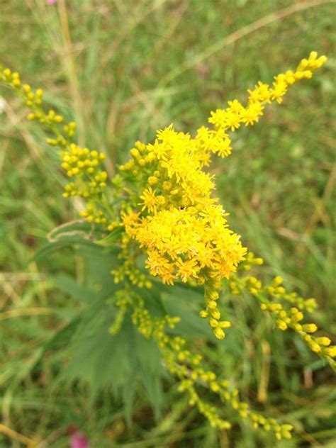 How To Make Goldenrod Tea - Sweet Song Herbals