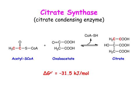 PPT - Citric Acid Cycle PowerPoint Presentation, free download - ID:6238339