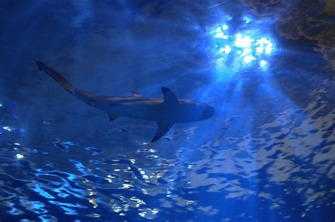 Shark @ Shedd Aquarium's Wild Reef Exhibit | Joseph Bylund | Flickr