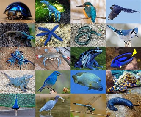 Find the Blue Animals Quiz