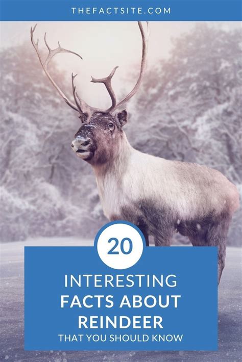 20 Interesting Facts About Reindeer - The Fact Site