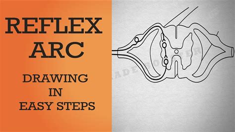 Reflex Arc Diagram Class 10 Easy