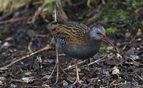 Water Rail | BirdForum