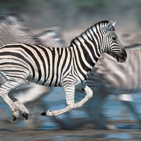 Zebra Running Fast