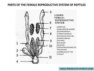 Female reproductive system of Birds, reptiles and mammals | PPT