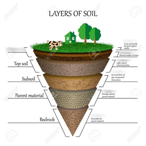 Dunch Soil Layers Diagram | Quizlet