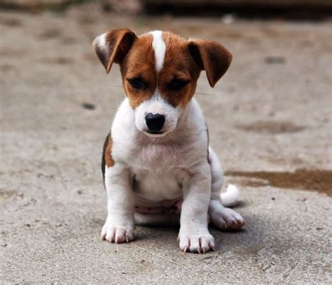 Miniature Jack Russell Terrier Puppies Pictures | Animals | Pinterest ...