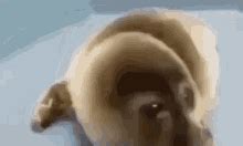 Sad Seal Crying Seal GIF - Sad Seal Crying Seal Nerf - Discover & Share GIFs