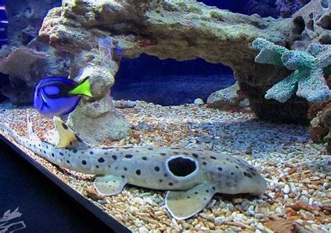 Small spotted catshark. Catshark lifestyle and habitat. | animalsking.com in 2020 | Habitats ...