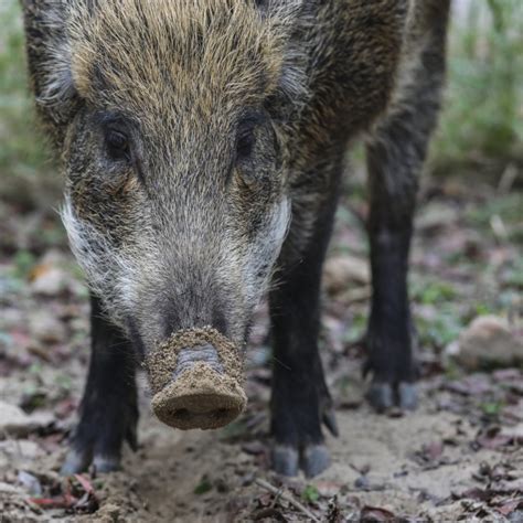 Boar attacks Hong Kong boy, 15, and woman outside MTR station, sparking ...