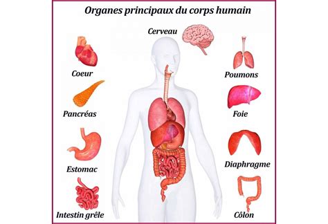 Résultat de recherche d'images pour "les organes" | Corps humain, Le ...