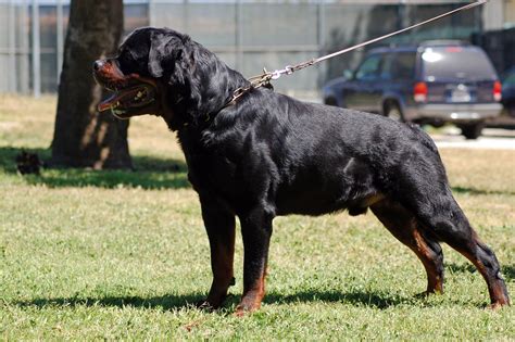 Rottweiler dog photo | Karl vom Hause Neubrand , male rottweiler, stud dog, rottweiler stud ...