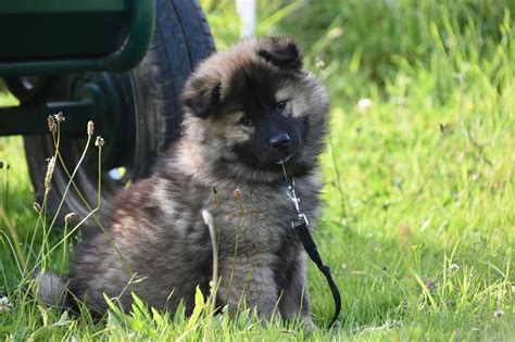 Eurasier Dog Breed Guide: Info, Pictures, Care & More! | Pet Keen