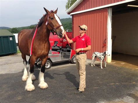 Officials: Budweiser Clydesdales Here to Stay - Horse Racing News | Paulick Report