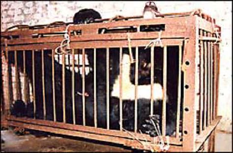 Bears - Bear Bile Farming - 17 - Animal Exploitation Photo Journal and ...