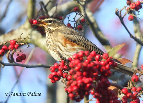 Redwing - bird photos by Sandra Palme