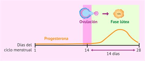 ¿Qué es y cuánto dura la fase lútea del ciclo menstrual?