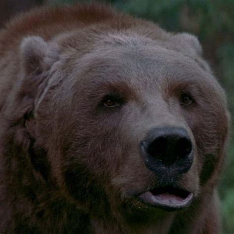 The 10 Best Killer Bear Horror Movies Of All Time