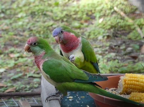 Monk parakeets shown to lose social standing during an absence