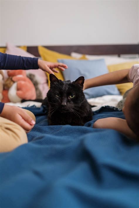 Kids Playing with Black Cat · Free Stock Photo