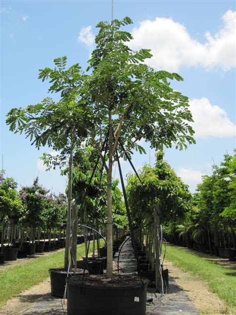 Samanea Saman - Monkeypod / Rain Tree for Sale Florida | Treeworld Wholesale