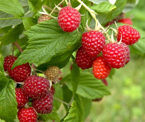 Boyne Early Season Red Raspberry - Potted Plants – Scenic Hill Farm Nursery