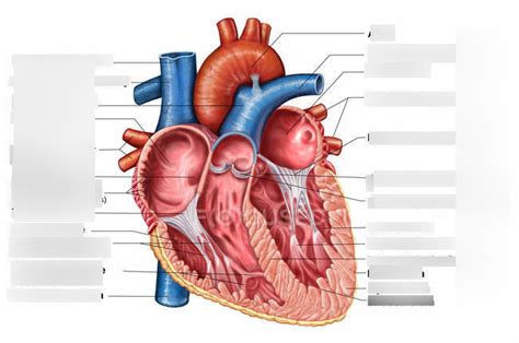 The Heart - Anatomy Diagram | Quizlet