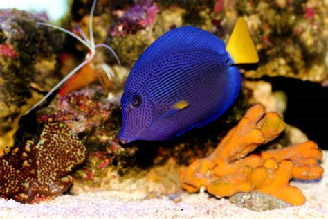 1,700+ Red Sea Clown Fish Stock Photos, Pictures & Royalty-Free Images - iStock
