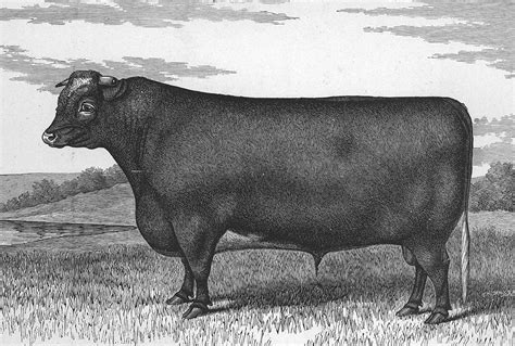 Shorthorn Breed History - Red White and Roan