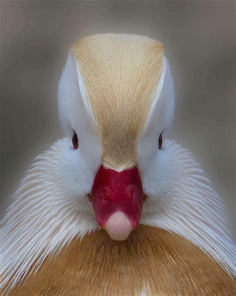 🔥 A White Mandarin Duck 🔥 : NatureIsFuckingLit