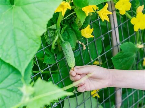 How to Grow Cucumbers Vertically – VegePlants.com