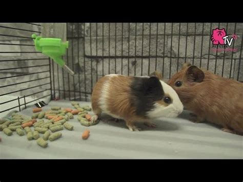 DIY Fleece Bedding for Guinea Pigs - YouTube