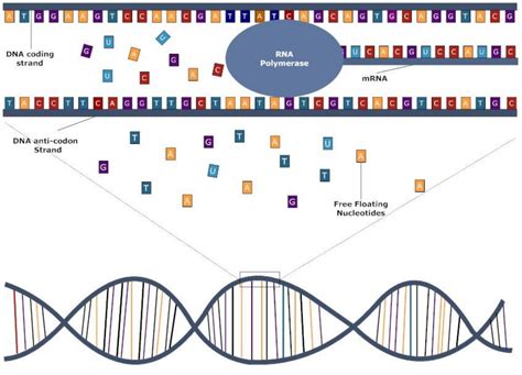 Gene Editing of Human Embryos - Science Highlights November 2018 ...