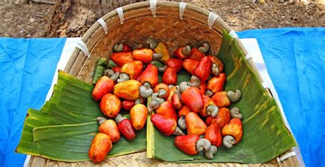 Cashew Trees: How to Grow and Care for your Cashew Plant - Gardeners' Magazine