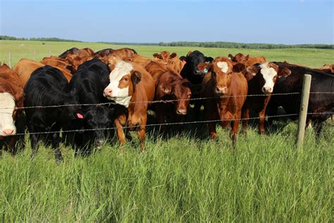 Herd Of Cows Pasture Fence Free Stock Photo - Public Domain Pictures