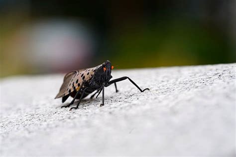 Exploring the Menu: What Do Spotted Lanternfly Nymphs Eat?