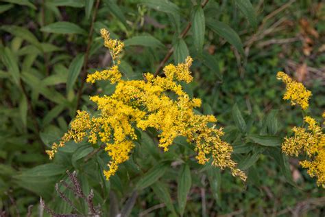 Goldenrod: Plant Care & Growing Guide (2022)