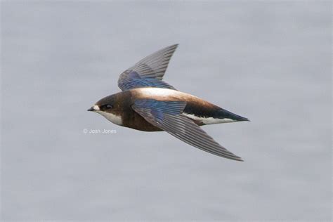 White-Throated Needletail, Hirundapus caudacutus | White throated needletail, Birds, Kinds of birds