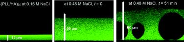 Hole formation induced by ionic strength increase in exponentially ...