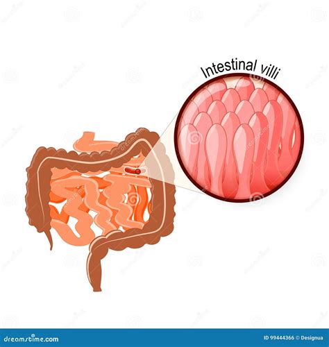 Intestinal Villi, Large And Small Intestine Vector Illustration | CartoonDealer.com #99444366