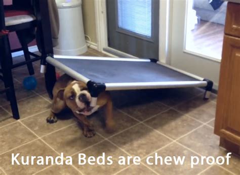 Why are Kuranda Beds healthier for my dog? | Kuranda Dog Beds®