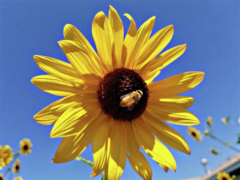 Honey Bee on Sunflower Photograph by J | Pixels