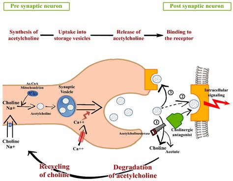 Anticholinergic Drug Mechanism Of Action - Image to u