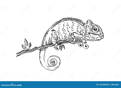 Illustration Chameleon Black and White Stock Vector - Illustration of vector, reptile: 132440434