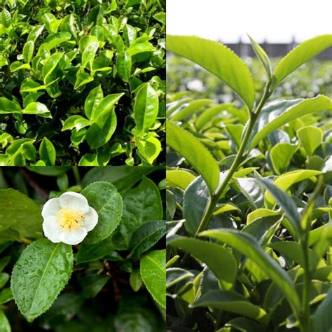 Camellia Plant Tea Sinensis Seeds - Etsy