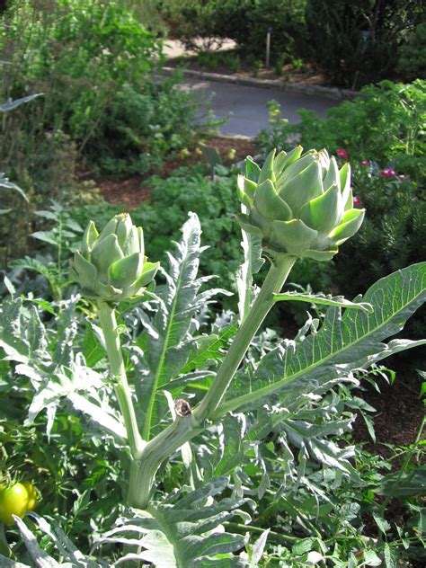 How to Grow Artichoke in Northern Climates — Food Garden Life